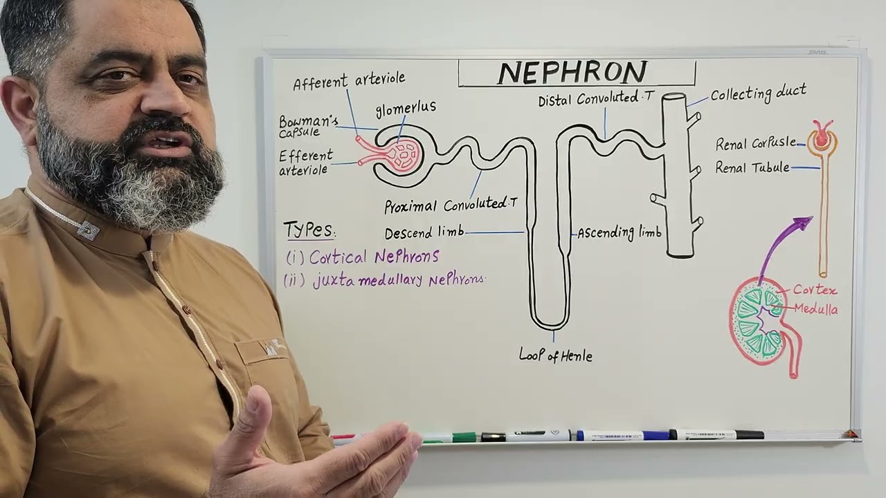 Structure of Nephron Urdu/ Hindi medium @Prof. Masood Fuzail #nephron #fypシ゚viral #typesofnephron