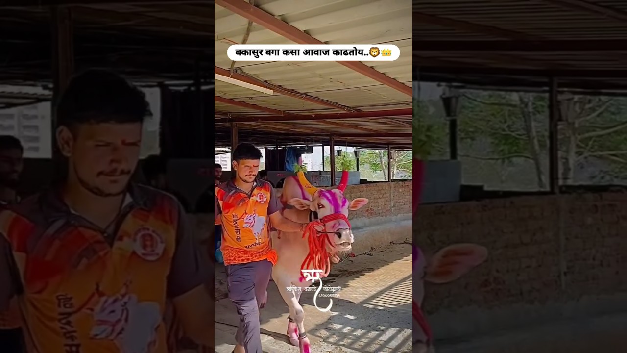 😍❤️कसा आवाज काढतोय बकासुर #youtubeshorts#bailgadasharyat #trending#bakasur#बैलगाडा_शर्यत_महाराष्ट्र