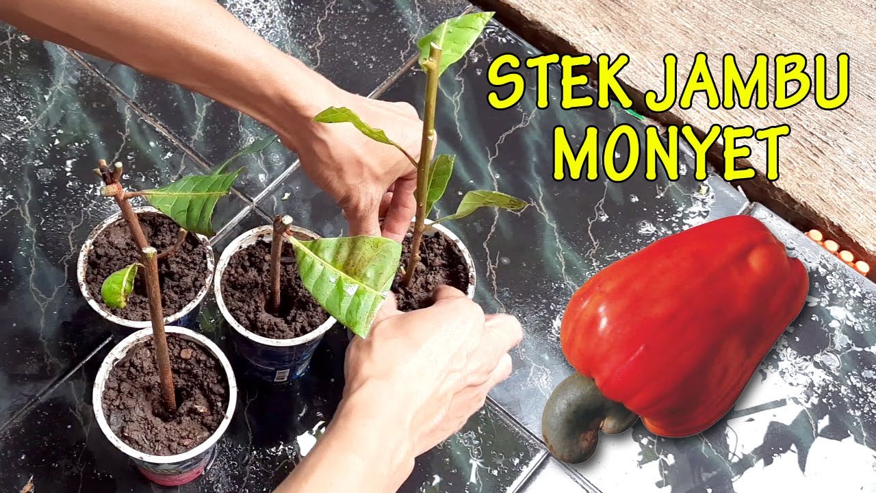 CARA STEK JAMBU MONYET (JAMBU METE)