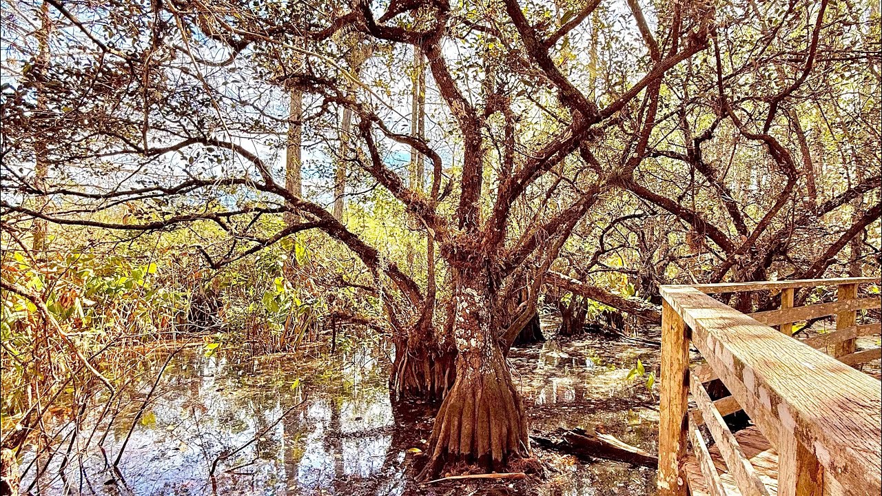 4K VIRTUAL WALK: AUDUBON CORKSCREW SWAMP SANCTUARY (WE SAW A BIRD FAMILY 🦢)
