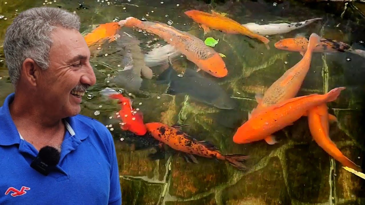 🐠CARPA,TILÁPIA,CASCUDO EM TANQUE, VOCÊ NÃO PRECISA DE MUITO ESPAÇO PARA CRIAR MUITOS PEIXES🐟