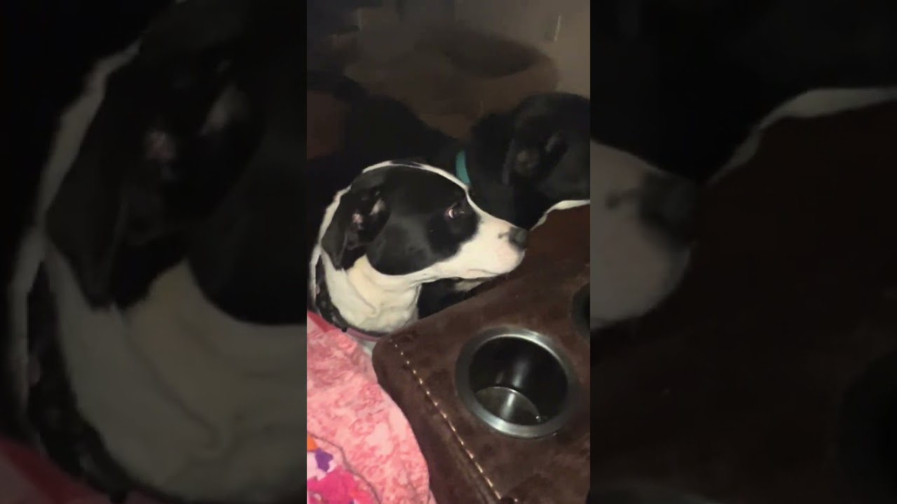 Lizzie’s brother Henry and his ASMR debut! 😍🐶🐾