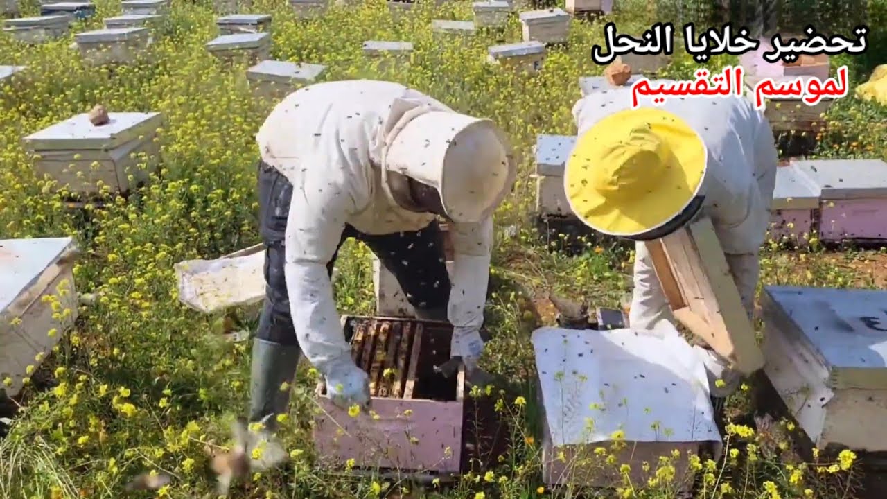 ​أسرار تحضير خلايا النحل لموسم التقسيم | كيف تجعل كل خلاياك قوية وجاهزة لإنتاج قسمات ممتازة؟ 