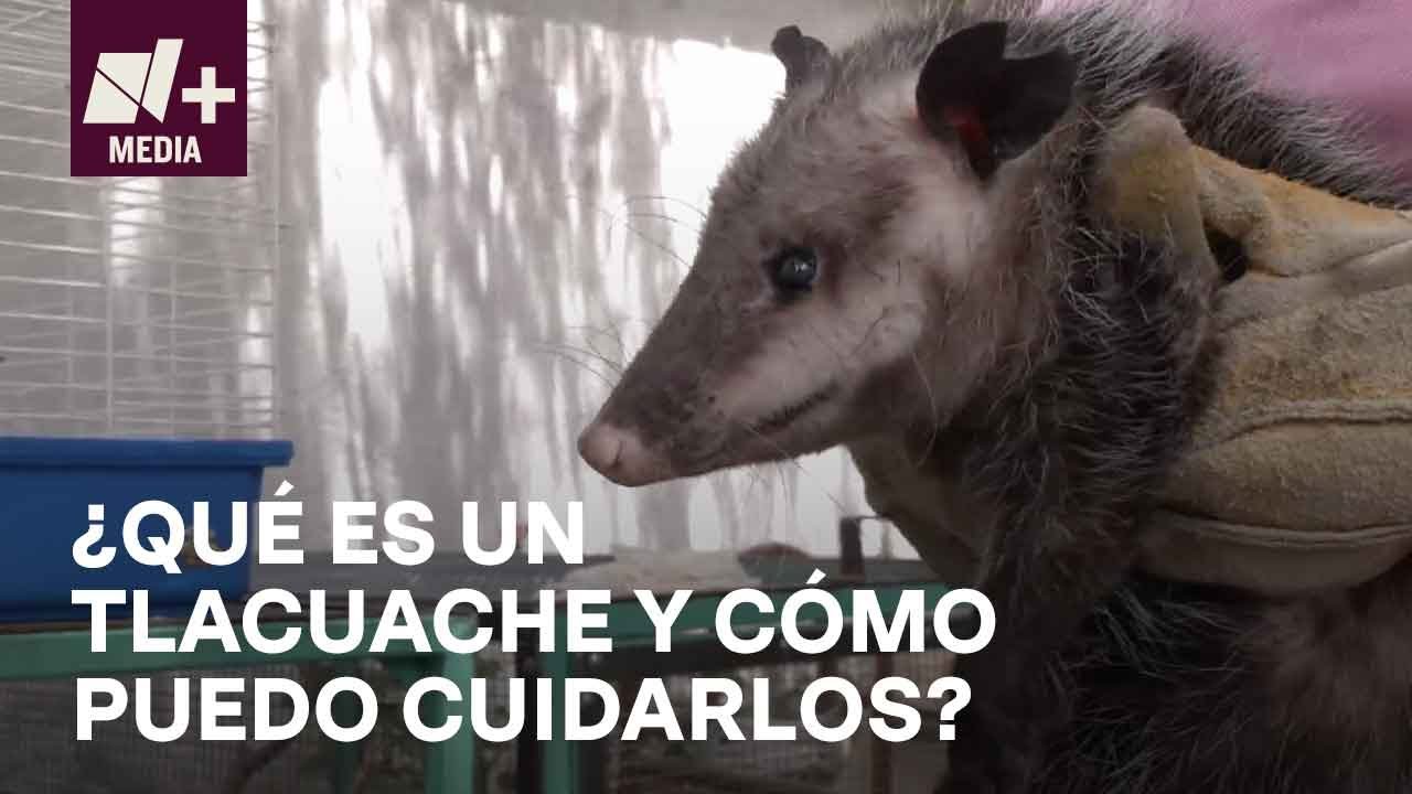 Tlacuaches en Ciudad de México; datos información y leyenda de esta especie en peligro de extinción