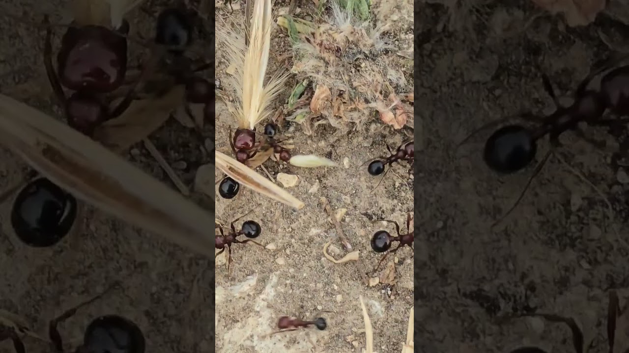 Dramatic extreme macro shot of ants in actiob #ants  #macro #nature