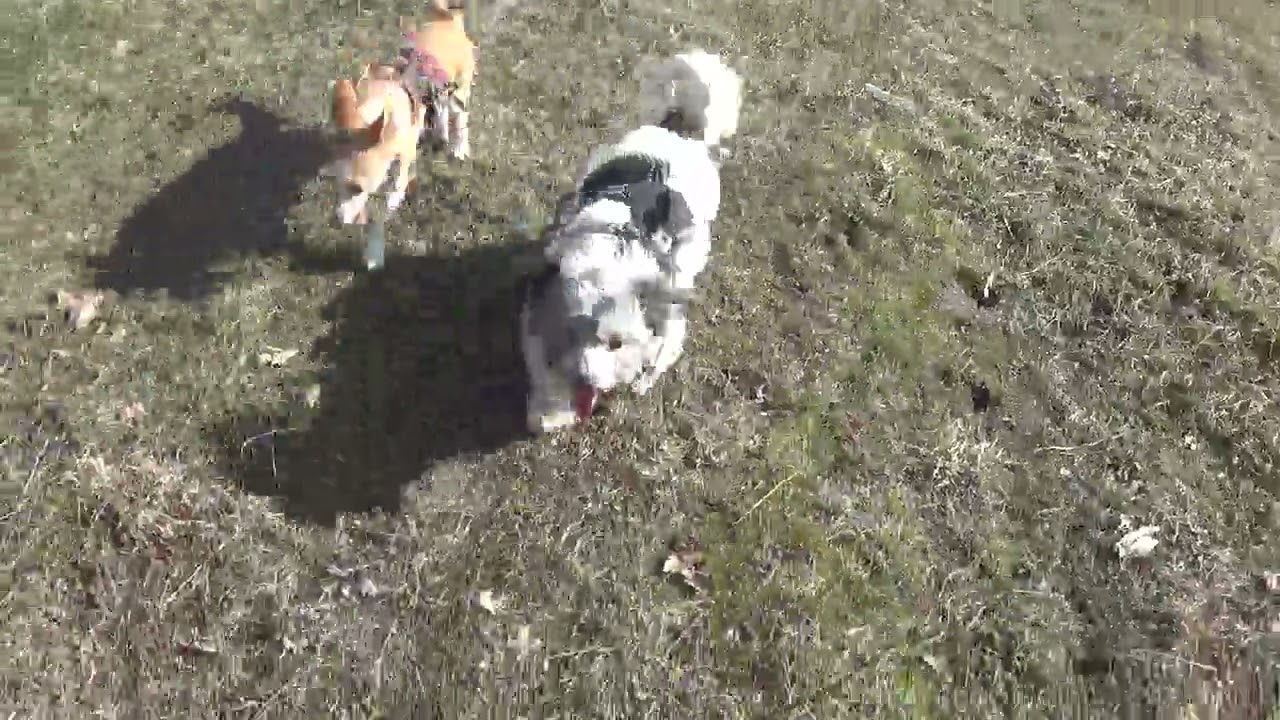 🎶🎶 Das Fliiiiitzen ist der Wauuuzis Lust   🎶  Das Fliiihiiitzen !!! 🎶🎶