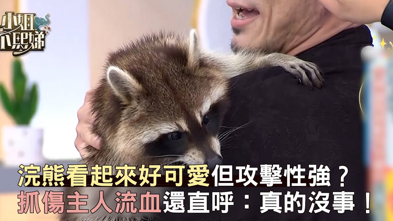 浣熊看起來好可愛但攻擊性強？抓傷主人流血直呼：真的沒事！#小姐不熙娣【精華】