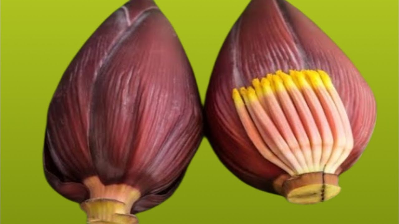 মোচার ডাল এমন ভাবে বানালে ভাতের সাথে আঙ্গুল চাটবেন ।Mocher dal recipe Bengali style ॥