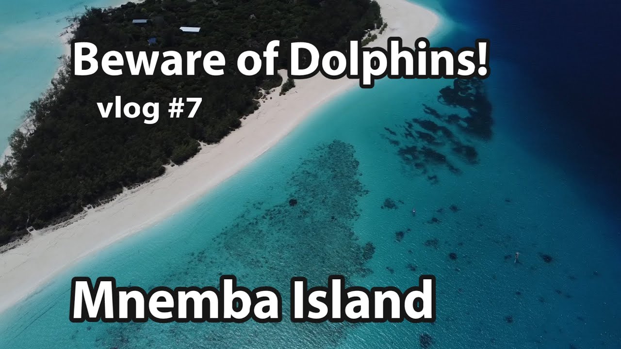 Сейчас или никогда: снорклинг и плавание с дельфинами на острове Мнемба | Zanzibar Adventure