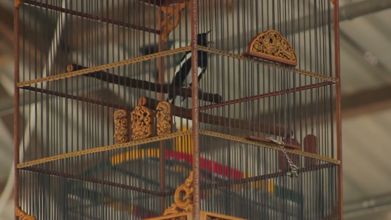 kacer silet mr Dwi sampit terbaik di iven mbah surip cup 1