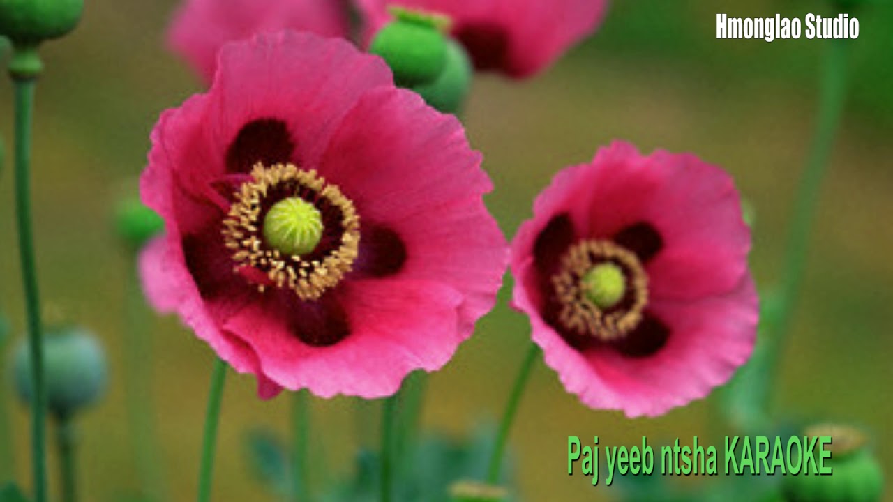 Paj Yeeb Ntsha - KARAOKE