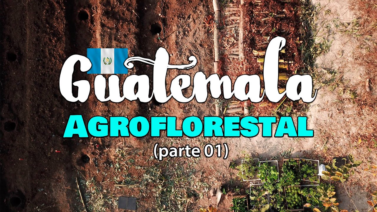 Agrofloresta na Guatemala (parte 01)