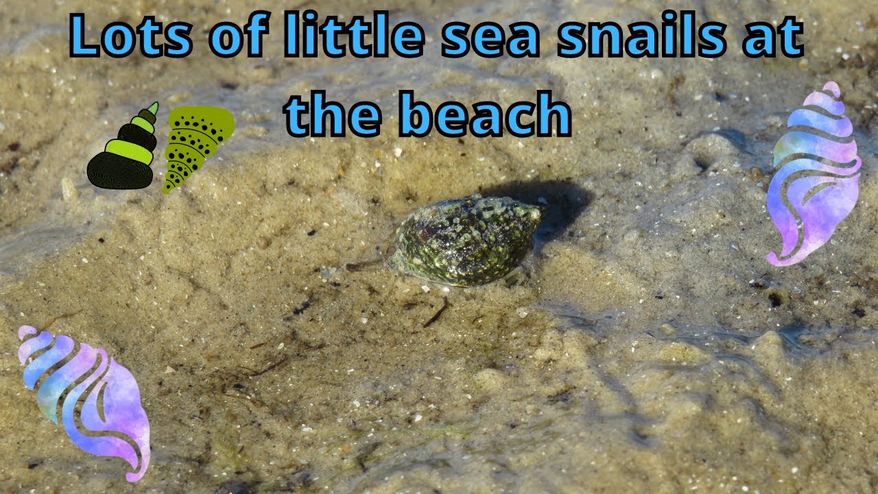 Little sea snails galore - Lots of marine gastropods at the beach