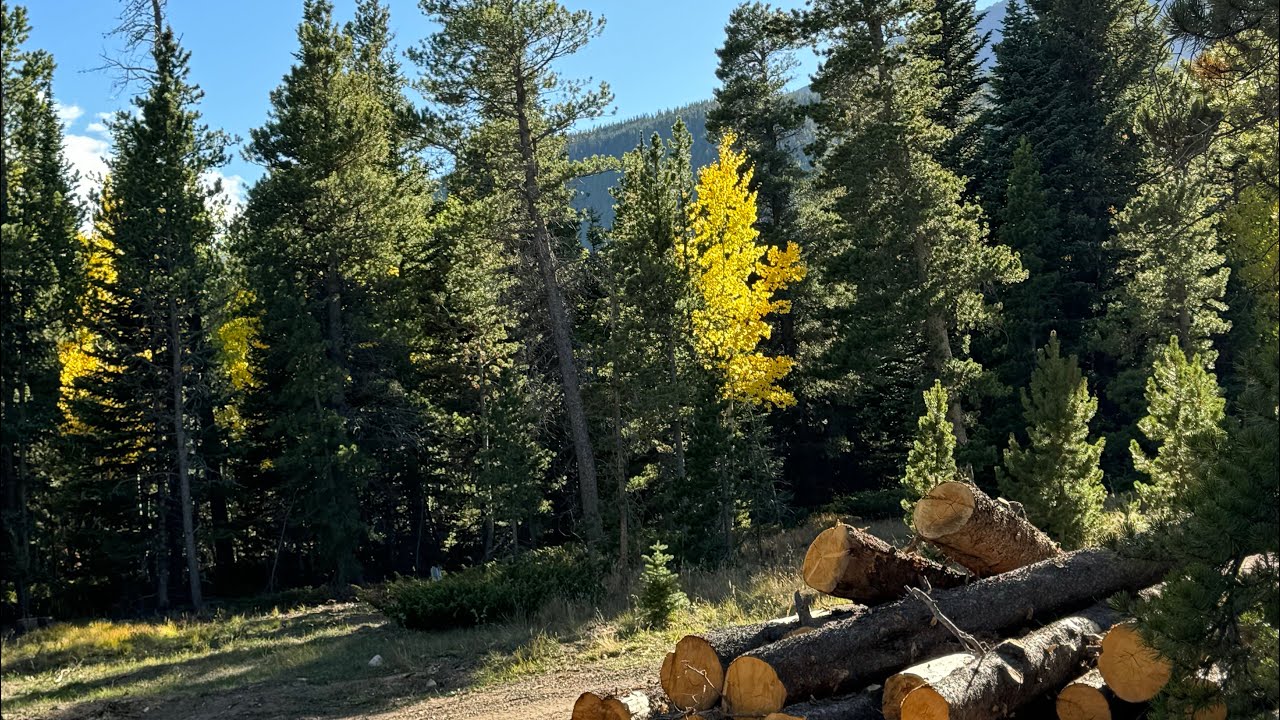 Estes Park blow overs with Estes Valley Tree day 4(final day)