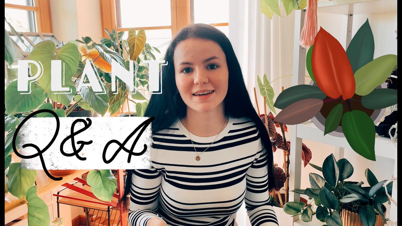 Teuerste Pflanze für über 100€? PON oder Erde? Gießrhythmus? | PLANT Q&A
