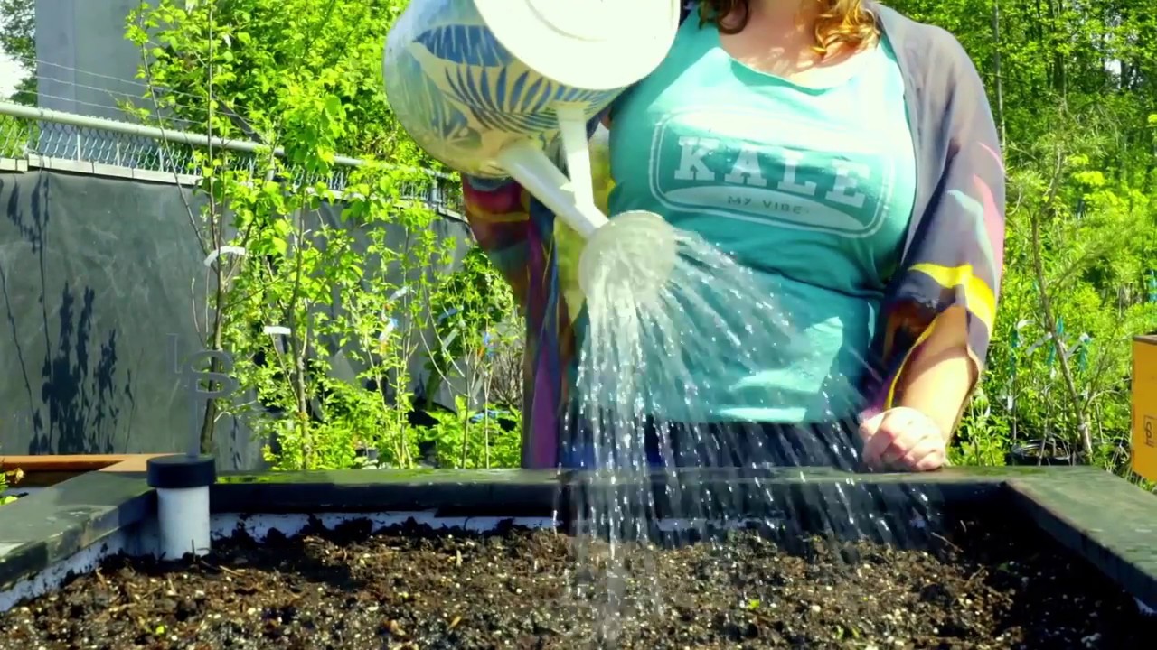 How to Plant Borage