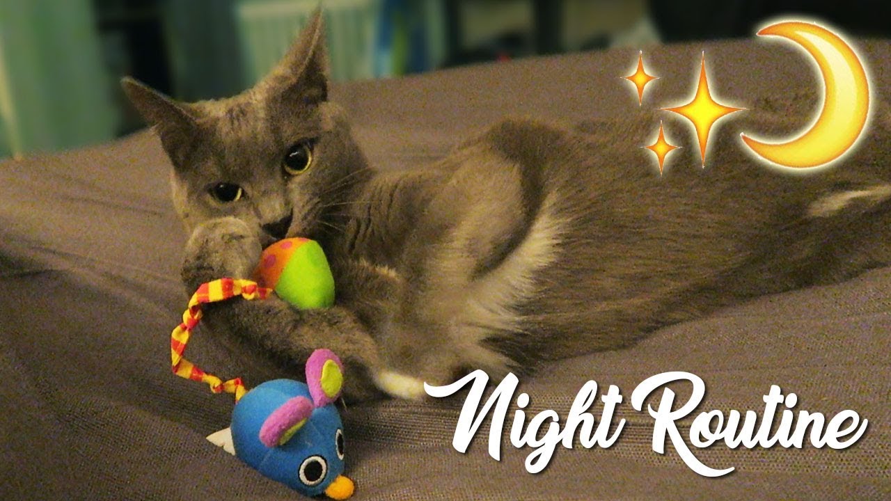 NIGHT ROUTINE