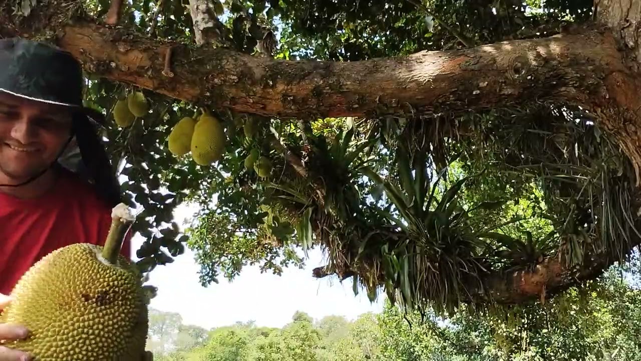 Tarzan da vida real !