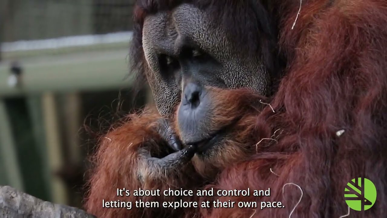 Animal Welfare's Role In The New Outdoor Sumatran Orangutan Habitat