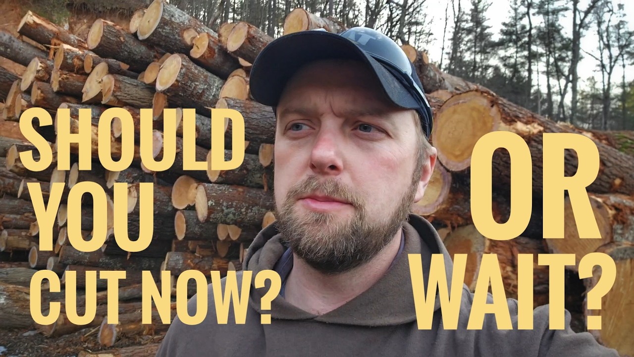 Срезать сейчас или подождать?!?
