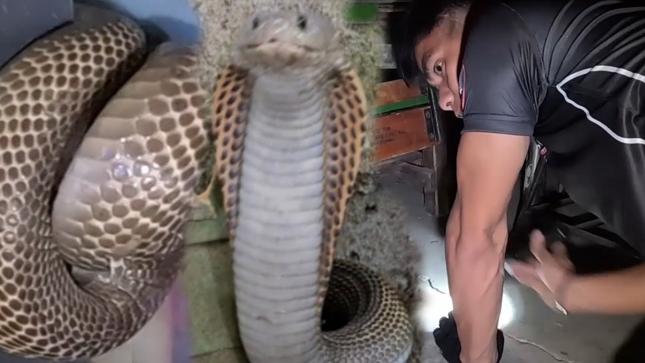 GINAPANG PARA MAKUHA ANG MGA JUMBOS COBRA