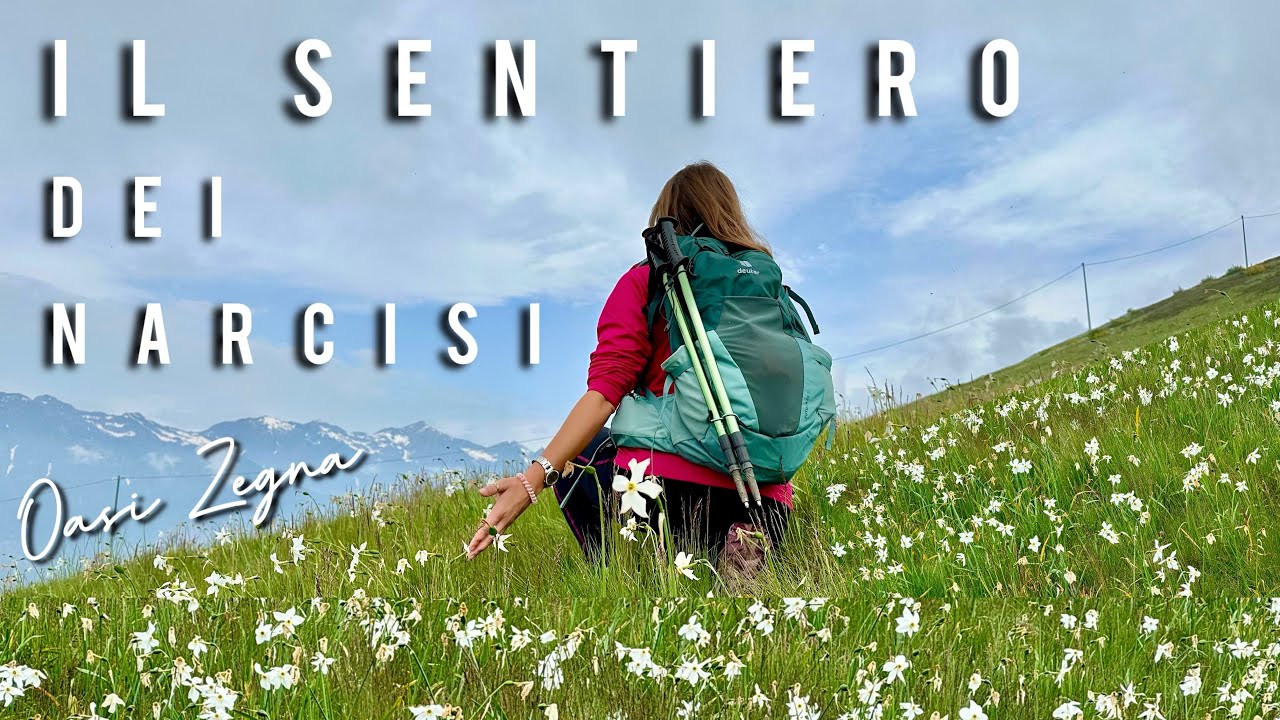 Il sentiero dei NARCISI e la conca dei RODODENDRI - OASI ZEGNA