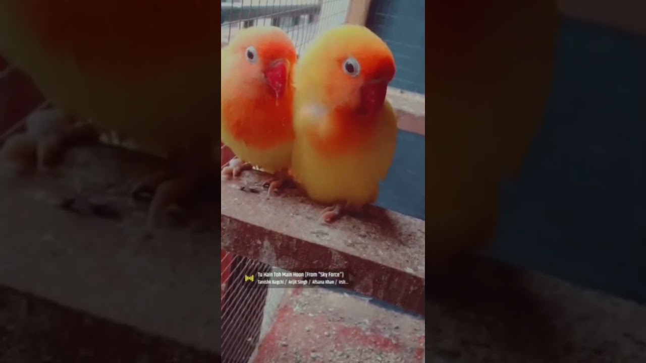 Pet Lover #song #arijitsingh #bollywood #love #hindisong #parrot