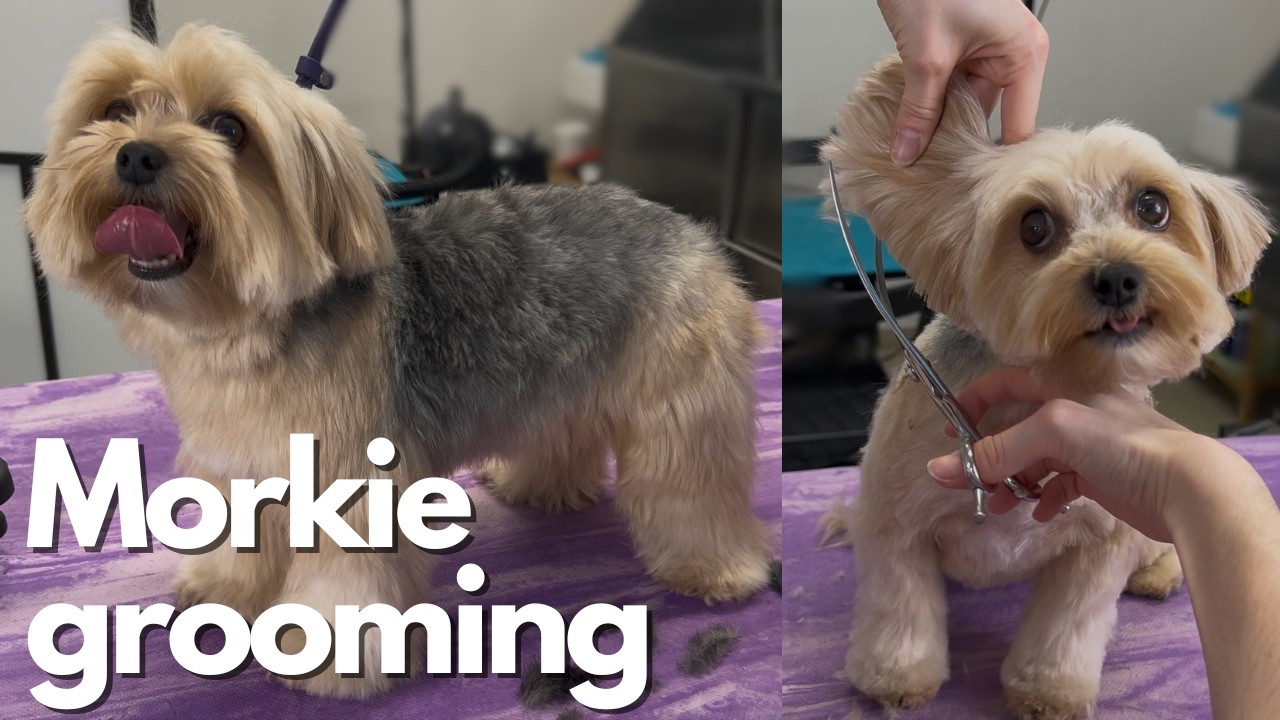 How I trim the Morkie (yorkie x maltese)