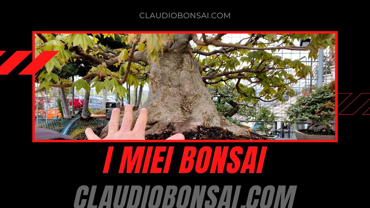 LA MIA COLLEZIONE DI BONSAI
