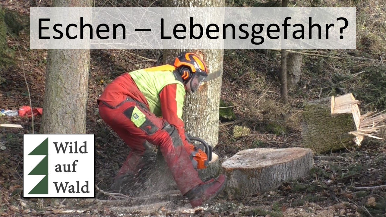 🌲D&uuml;rrast h&auml;tte mich verletzen k&ouml;nnen: Esche mit Husqvarna 572XP #wildaufwald