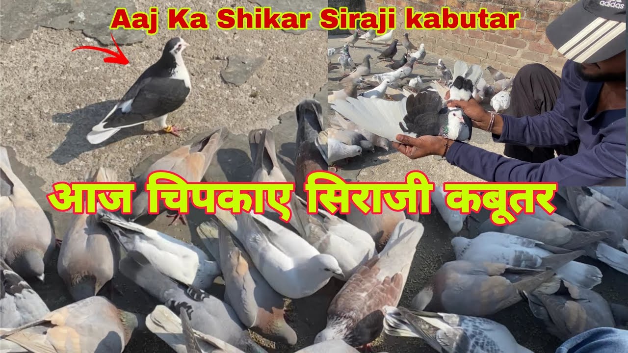 आज का शिकार सिराजी कबूतर  aaj pakda siraji kabutar #viralvideo #pigeon #lover @mahirsingh1350