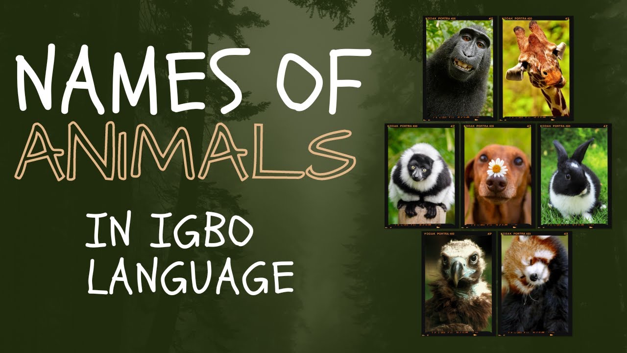 Names of Animals in Igbo Language (Ahà Ụmụ̀ Anụmaànụ̀)