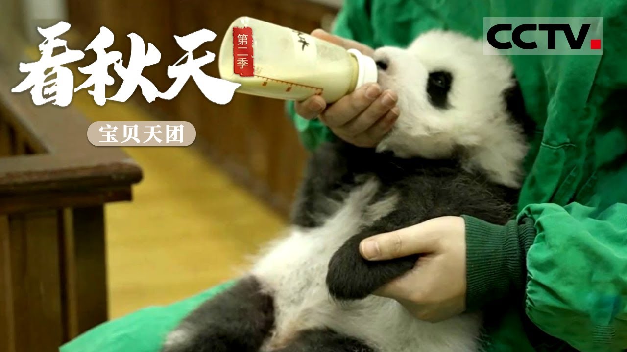 《看秋天》第二季 太萌了！饲养员为熊猫宝宝喂奶 握小手 拍奶嗝【CCTV纪录】