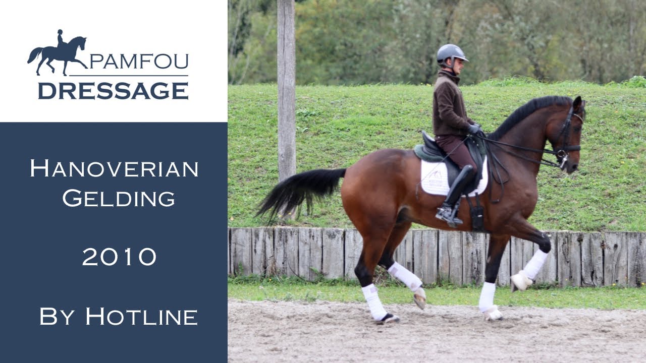 SOLD | GP Gelding (2010)