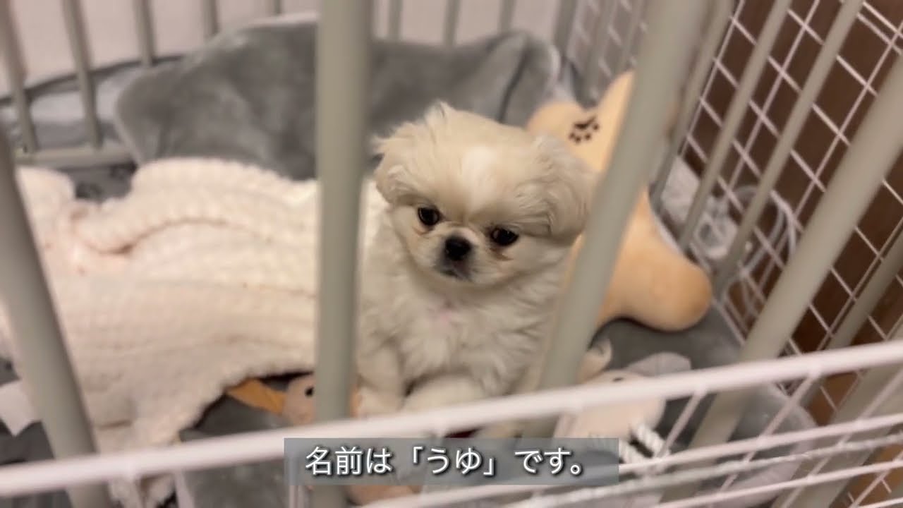 ~Welcome to Our Home~真っ白な子犬「うゆ」がやってきた。
