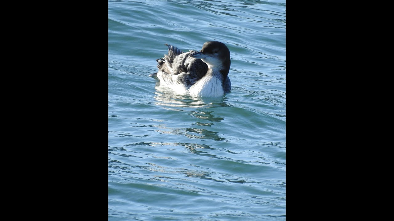 Great Northern Diver [1st w], Brixham Breakwater,  5.1.26 #1