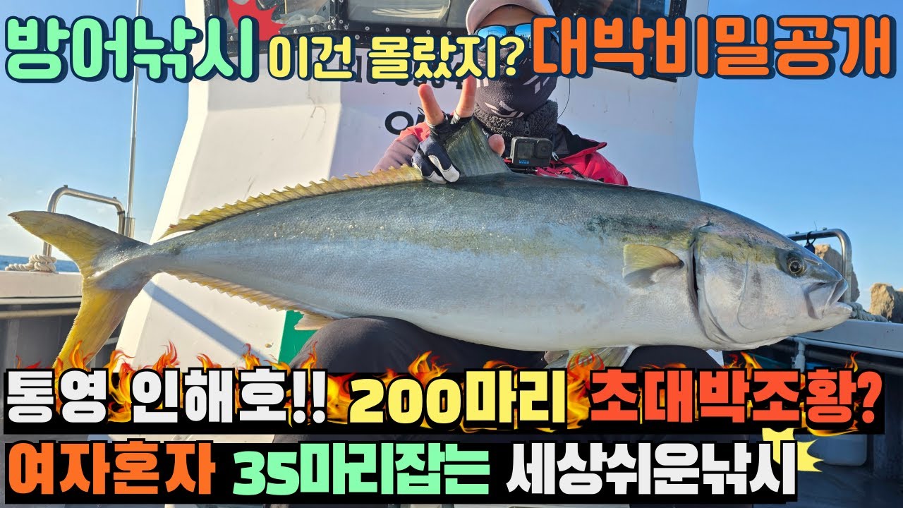 [4K] 방어낚시 대박 비밀 공개!!여자혼자서 35마리를..???
