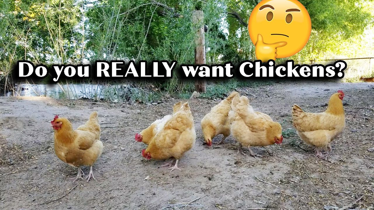 Should You Get Chickens? The Worst Part of Owning Chickens