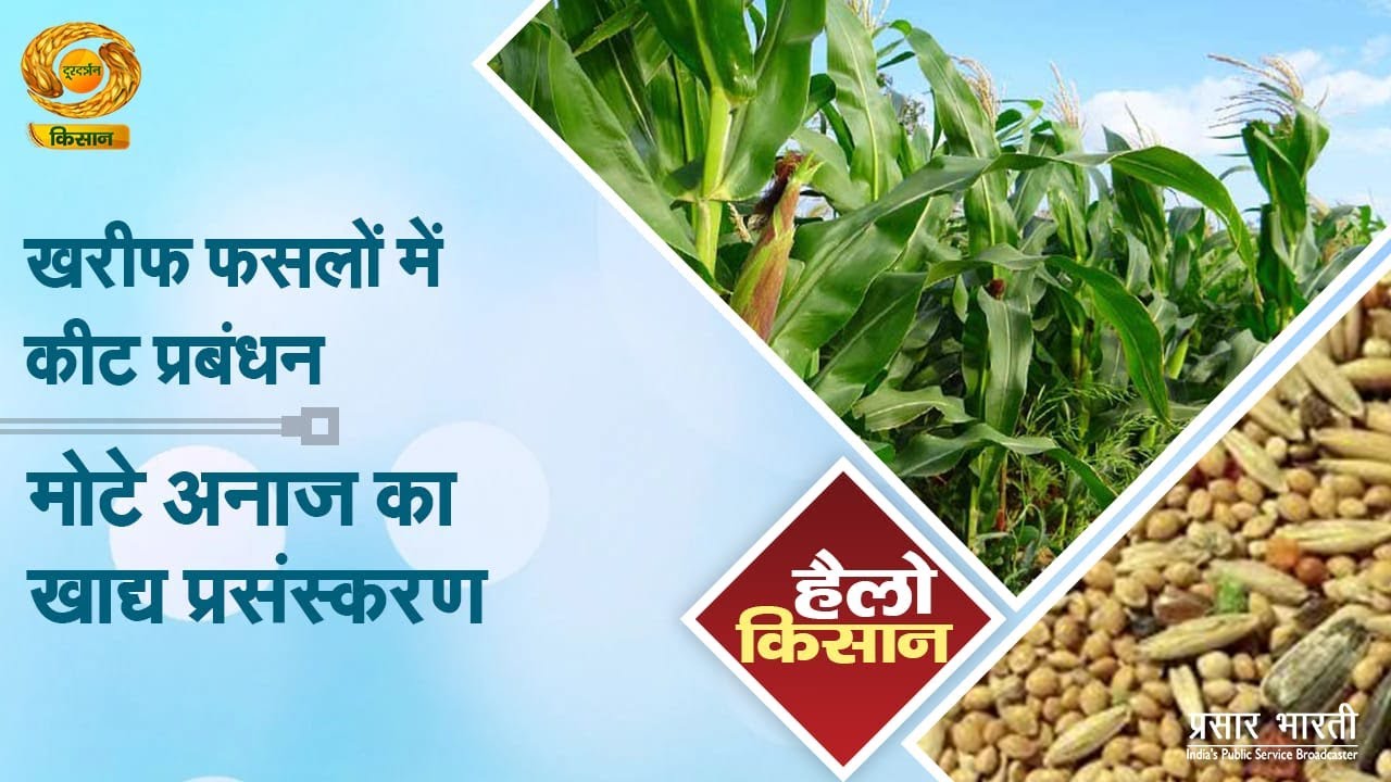 Hello Kisan: खरीफ फसलों में कीट प्रबंधन | मोटे अनाज का खाद्य प्रसंस्करण | DD Kisan | 12/09/2025