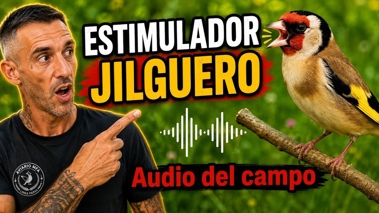 Jilguero Reclamo Cantando en el Campo #chardonneret #goldfinch #الحسون #saka