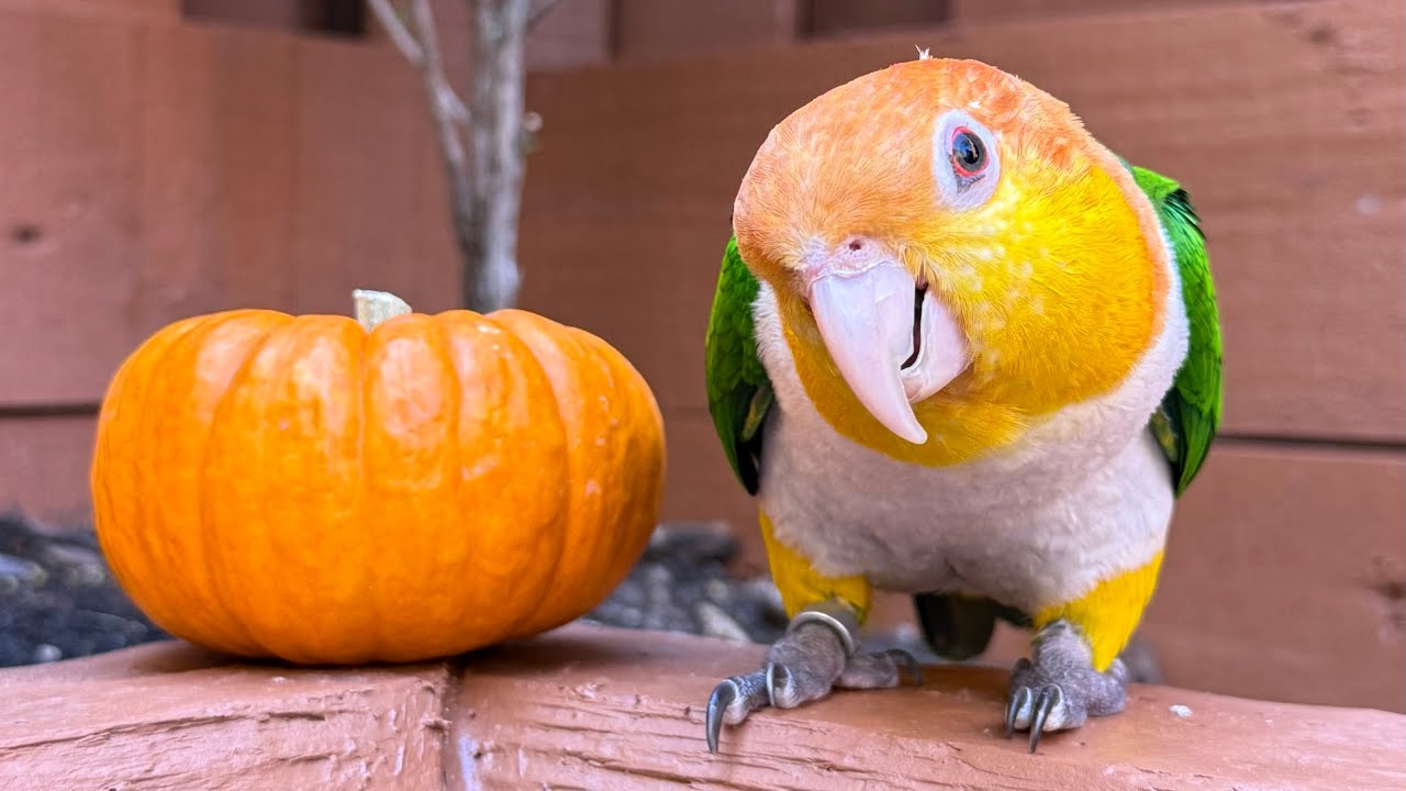 Conoce a la nueva integrante de la familia de los Lovely.Ella es adorable,cariñosa y muy hermosa 🥰🦜