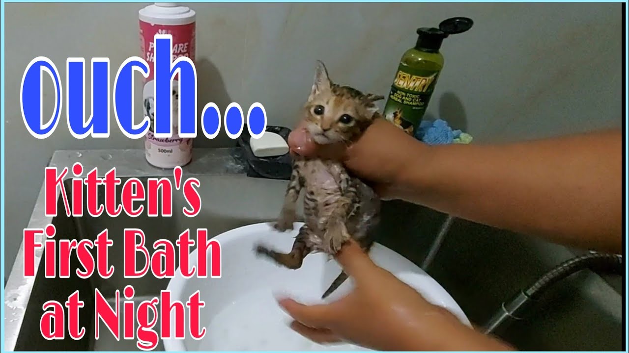 OUCH, KITTEN'S FIRST BATH AT NIGHT | @furbabes5106