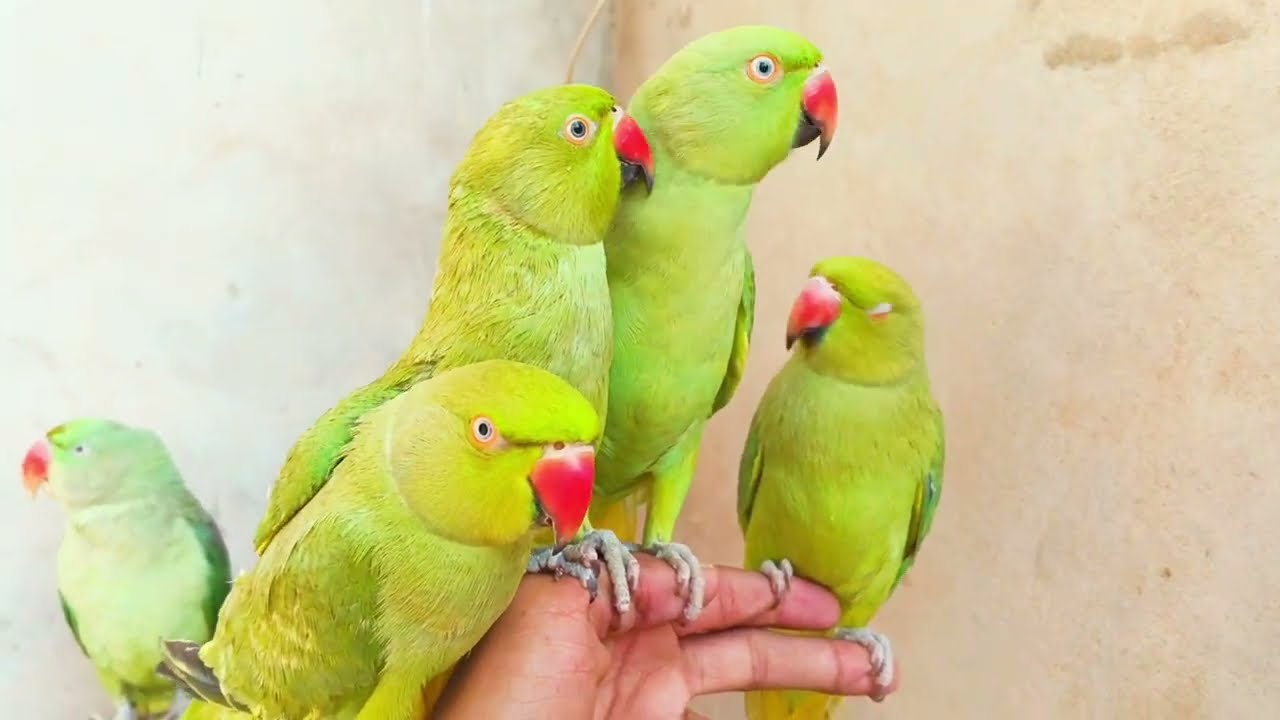 Beautiful Ringneck Hend team Talking Parrot 