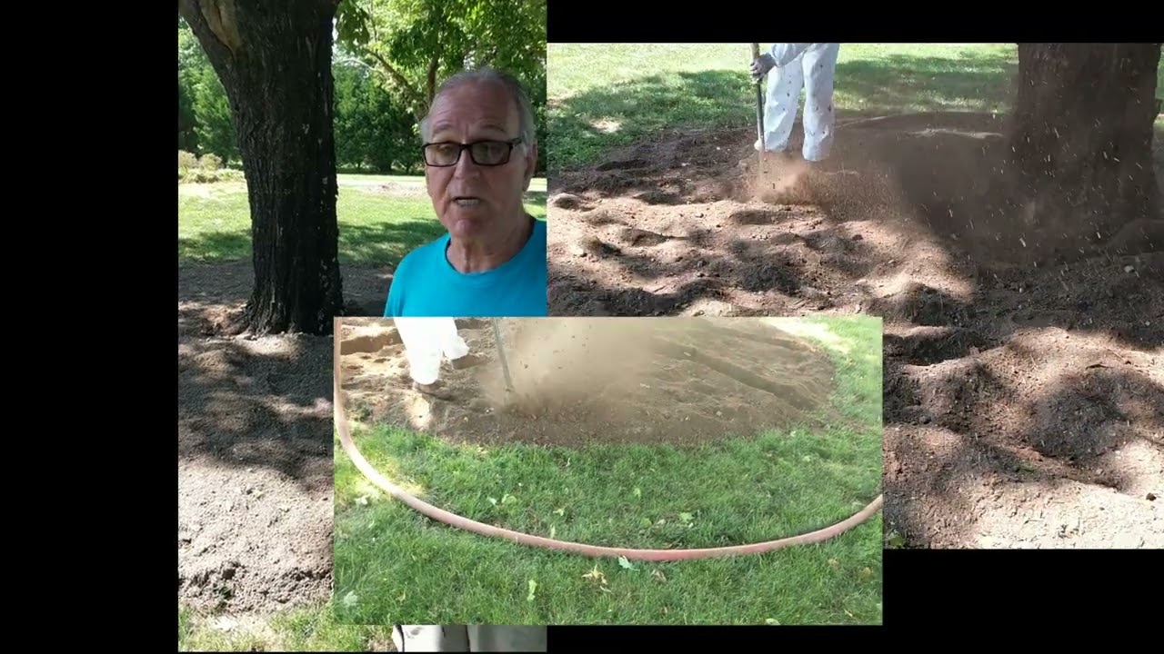 How to Preserve Maple Trees: Root Collar Excavation, Aeration, & Topsoil