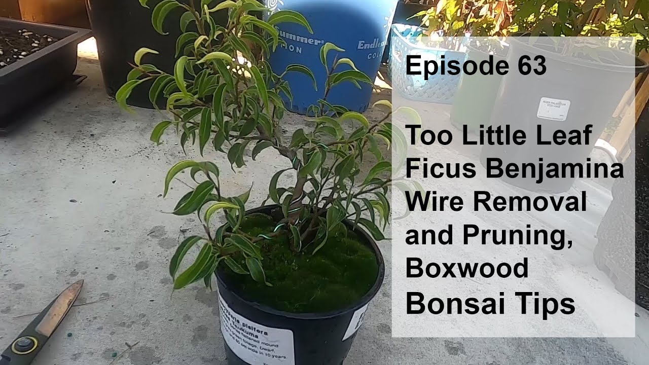 Episode 63, Too Little Leaf Ficus Benjamina Wire Removal and Pruning, Boxwood Bonsai Tips