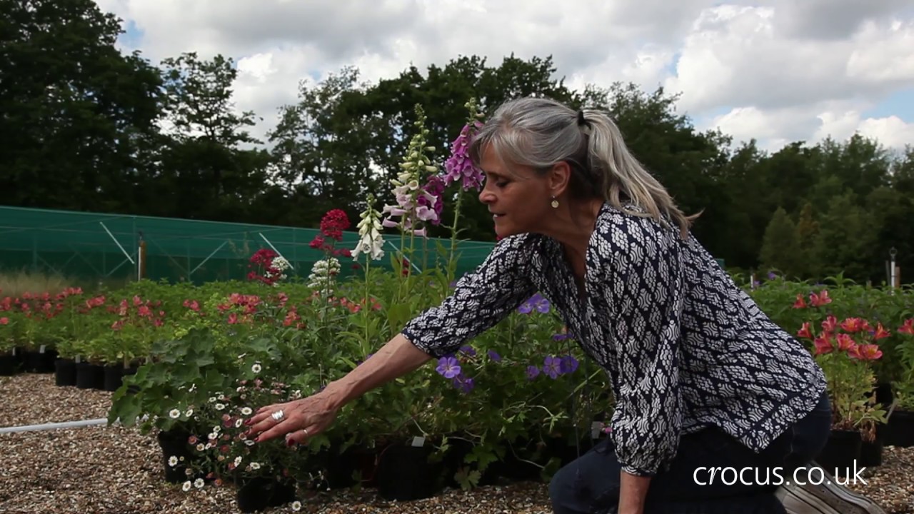 Failsafe plants for beginners  - late spring and early summer