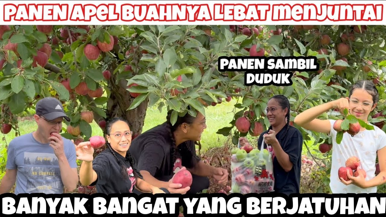 KALAP PERDANA!! PANEN APEL BUAHNYA SUPER LEBAT SAMPE BANYAK YANG BETJATUHAN DI LADANG AMERIKA 🇺🇸