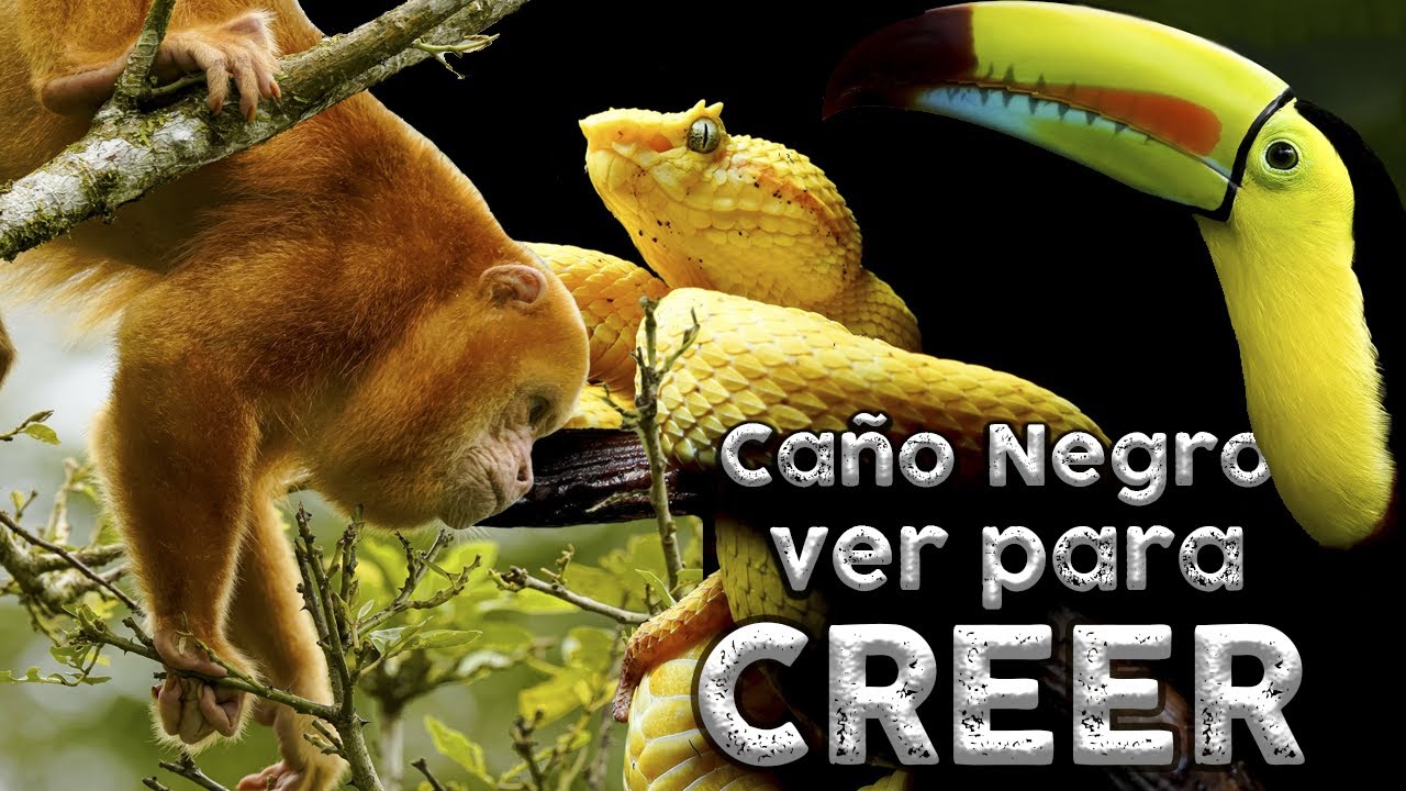 El espécimen MÁS EXTRAÑO de Costa Rica 😮 ÚNICO en el mundo! 🤯 -Documental Caño Negro, Los Chiles -