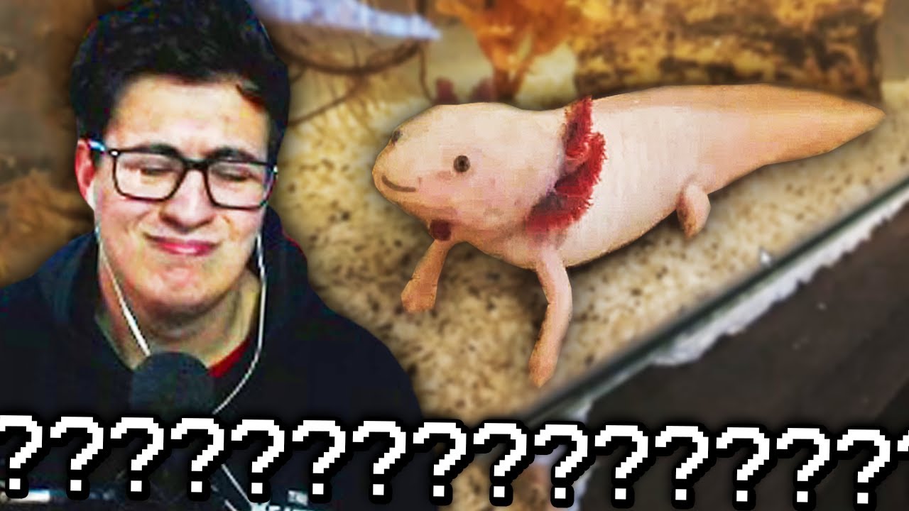 tiene una tula de mascota? mascotas de seguidores