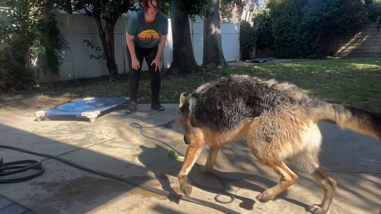 Working on Fetch with German shepherd to build focus and impulse control